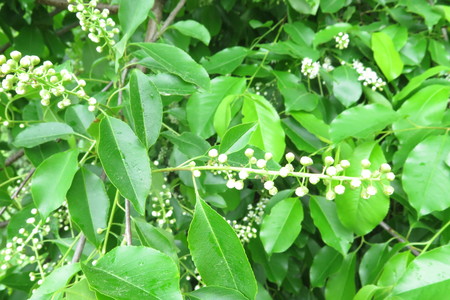  picture  Amerikaanse_vogelkers |Prunus_serotina