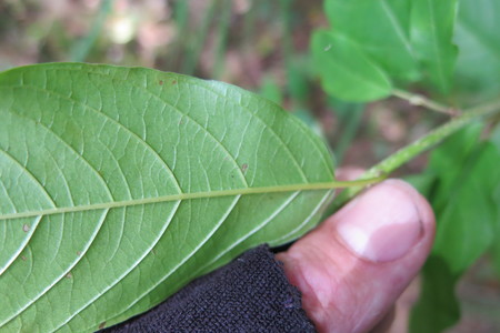  picture  Amerikaanse_vogelkers |Prunus_serotina