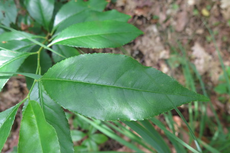  picture  Amerikaanse_vogelkers |Prunus_serotina