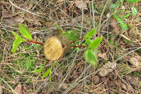  picture  Amerikaanse_vogelkers |Prunus_serotina