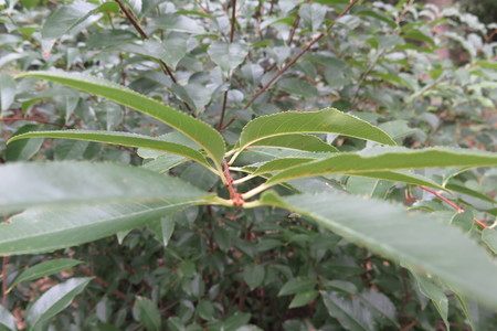  picture  Amerikaanse_vogelkers |Prunus_serotina