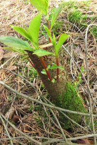  picture  Amerikaanse_vogelkers |Prunus_serotina