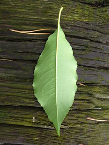  picture  Amerikaanse_vogelkers |Prunus_serotina