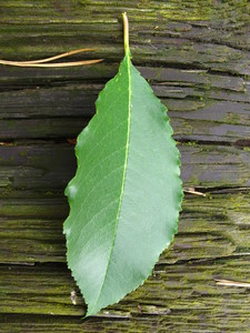  picture  Amerikaanse_vogelkers |Prunus_serotina