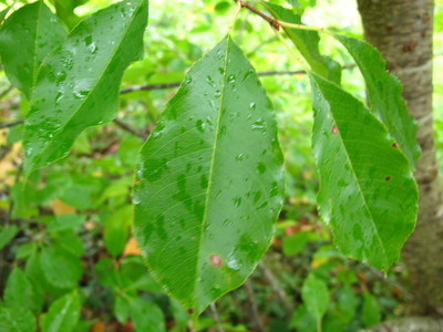  picture  Amerikaanse_vogelkers |Prunus_serotina