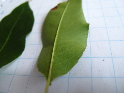  picture  Amerikaanse_vogelkers |Prunus_serotina