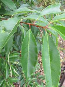  picture  Amerikaanse_vogelkers |Prunus_serotina