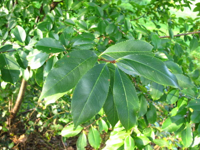  picture  Amerikaanse_vogelkers |Prunus_serotina