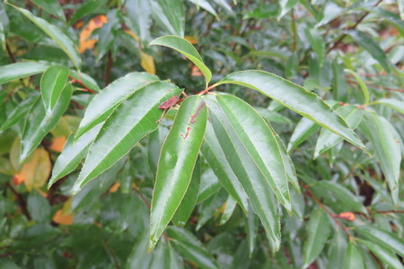  picture  Amerikaanse_vogelkers |Prunus_serotina