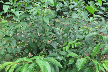  picture  Amerikaanse_vogelkers |Prunus_serotina