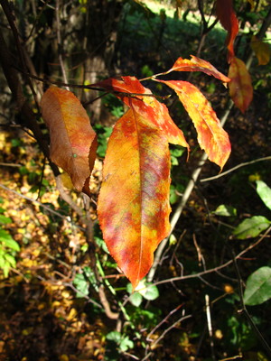  picture  Amerikaanse_vogelkers |Prunus_serotina