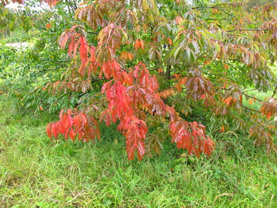  picture  Amerikaanse_vogelkers |Prunus_serotina