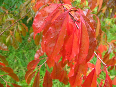  picture  Amerikaanse_vogelkers |Prunus_serotina