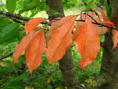 picture  Amerikaanse_vogelkers |Prunus_serotina