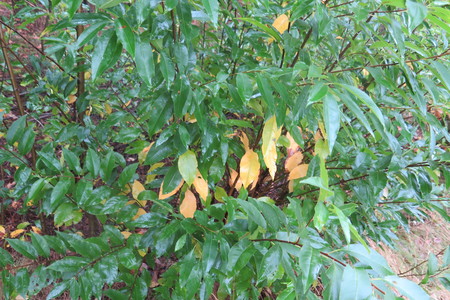  picture  Amerikaanse_vogelkers |Prunus_serotina