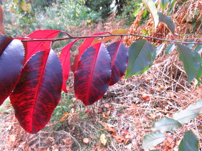  picture  Amerikaanse_vogelkers |Prunus_serotina