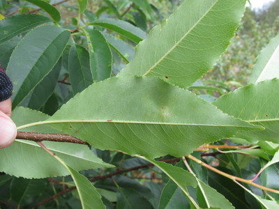  picture  Amerikaanse_vogelkers |Prunus_serotina