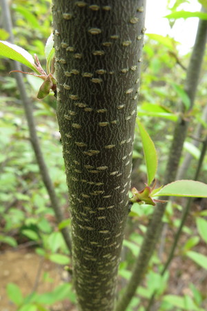 picture  Amerikaanse_vogelkers |Prunus_serotina
