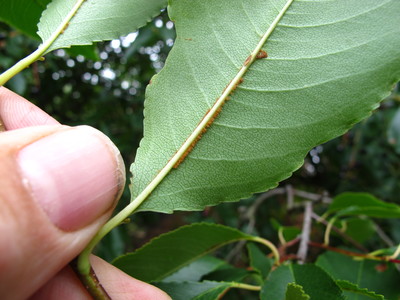  picture  Amerikaanse_vogelkers |Prunus_serotina