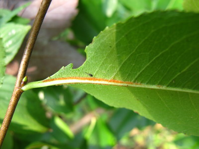  picture  Amerikaanse_vogelkers |Prunus_serotina