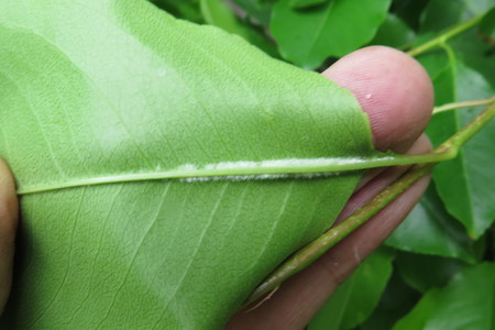  picture  Amerikaanse_vogelkers |Prunus_serotina