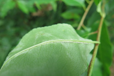  picture  Amerikaanse_vogelkers |Prunus_serotina