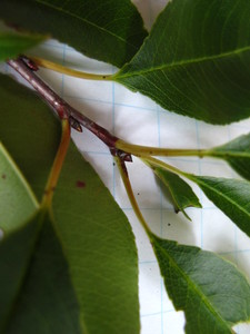  picture  Amerikaanse_vogelkers |Prunus_serotina