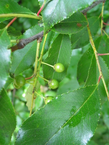  picture  Amerikaanse_vogelkers |Prunus_serotina