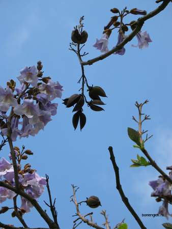  picture  Anna_Paulownaboom |Paulownia_tomentosa