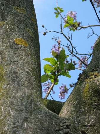  picture  Anna_Paulownaboom |Paulownia_tomentosa