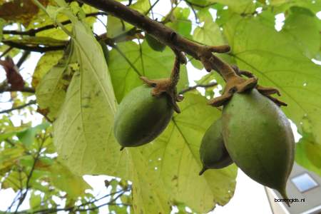  picture  Anna_Paulownaboom |Paulownia_tomentosa