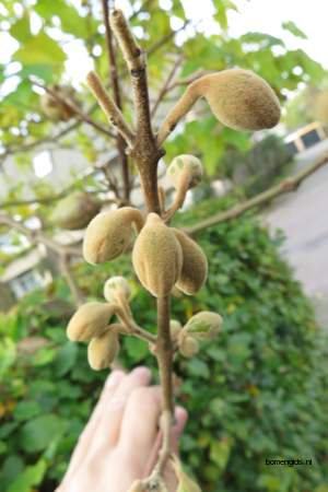  picture  Anna_Paulownaboom |Paulownia_tomentosa