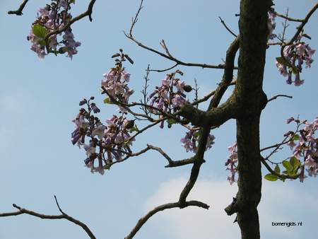  picture  Anna_Paulownaboom |Paulownia_tomentosa