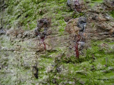  picture  Apenboom_slangeden |Araucaria_araucana