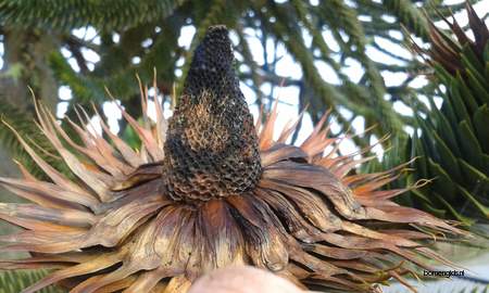  picture  Apenboom_slangeden |Araucaria_araucana