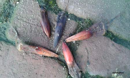  picture  Apenboom_slangeden |Araucaria_araucana