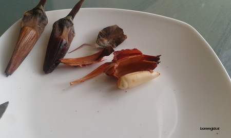  picture  Apenboom_slangeden |Araucaria_araucana