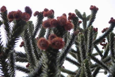  picture  Apenboom_slangeden |Araucaria_araucana