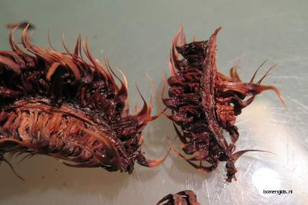  picture  Apenboom_slangeden |Araucaria_araucana