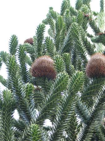  picture  Apenboom_slangeden |Araucaria_araucana