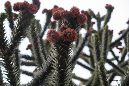  picture  Apenboom_slangeden |Araucaria_araucana