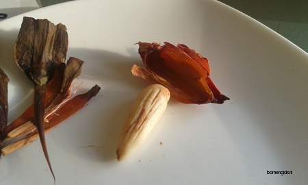  picture  Apenboom_slangeden |Araucaria_araucana