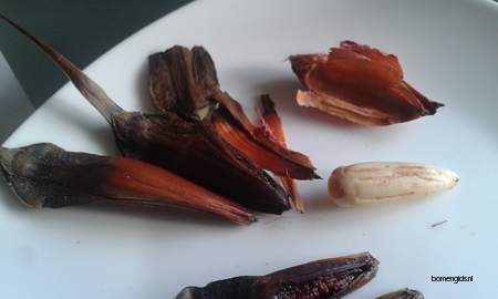  picture  Apenboom_slangeden |Araucaria_araucana