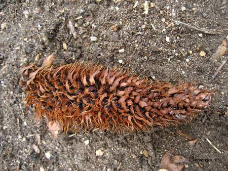  picture  Apenboom_slangeden |Araucaria_araucana
