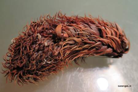  picture  Apenboom_slangeden |Araucaria_araucana