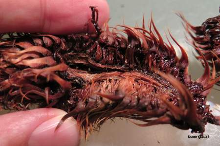  picture  Apenboom_slangeden |Araucaria_araucana