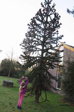  picture  Apenboom_slangeden |Araucaria_araucana