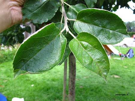  picture  Appel |Malus_sylvestris