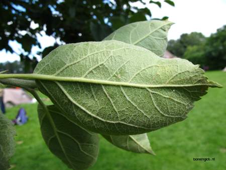  picture  Appel |Malus_sylvestris