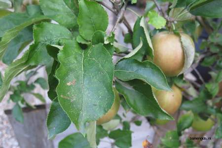  picture  Appel |Malus_sylvestris